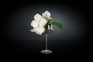 Eternity Coppa Minimes Vanda, Floral arrangement on glass goblet